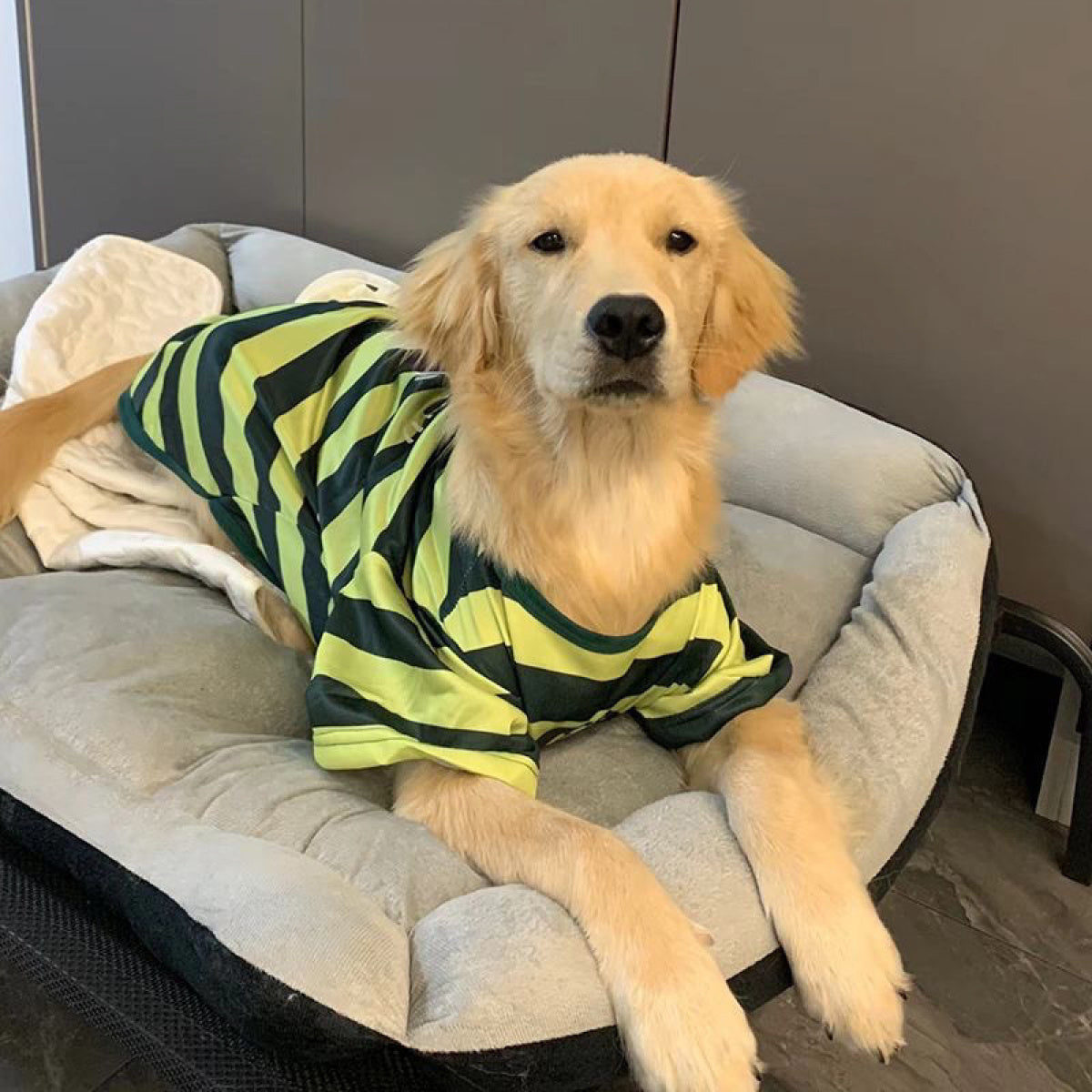 Large Pet Striped Shirt